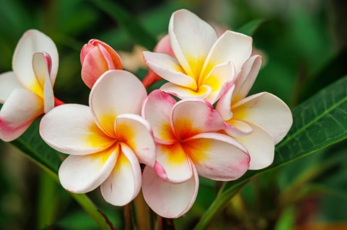 A close-up shot of flowers of a small tree called the plumeria