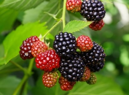 A close-up shot of several ripe and unripe fruits on slender stems, showcasing blackberry companion plants