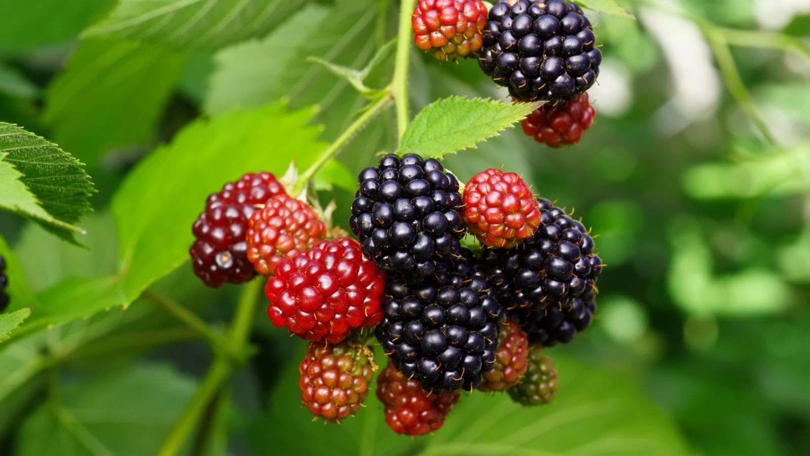 A close-up shot of several ripe and unripe fruits on slender stems, showcasing blackberry companion plants