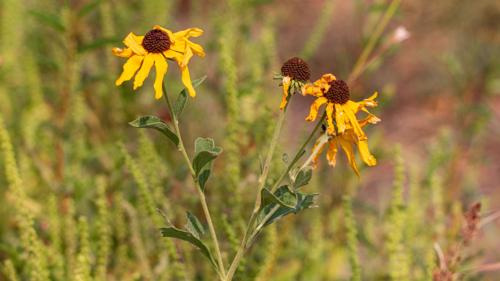 A close-up shot of wilting yellow blooms and its leaves in a well lit area outdoors