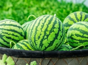 A shot of several freshly harvested round and green crops placed in a large container, showcasing watermelon varieties