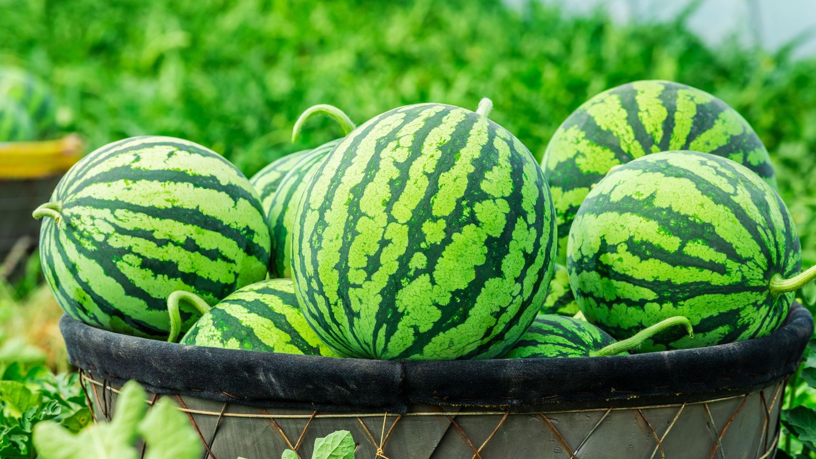 A shot of several freshly harvested round and green crops placed in a large container, showcasing watermelon varieties