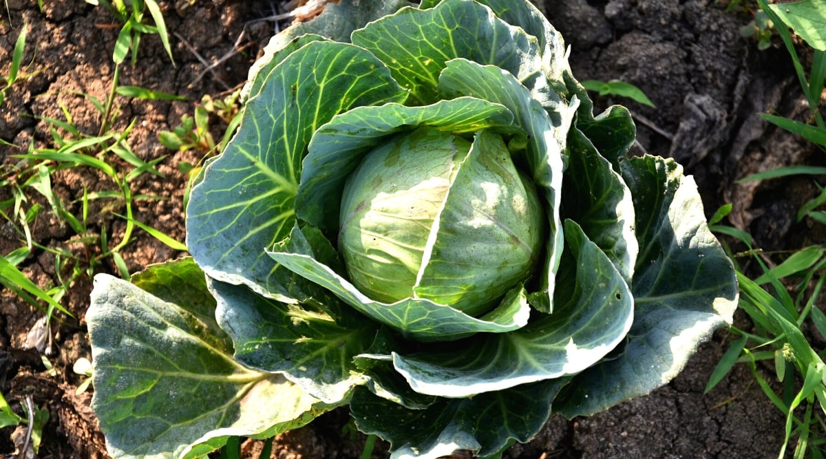 Top view, close-up of a growing cabbage in a sunny vegetable garden. The cabbage has large, round leaves that grow into a compact, round head. Leaves are blue-green.