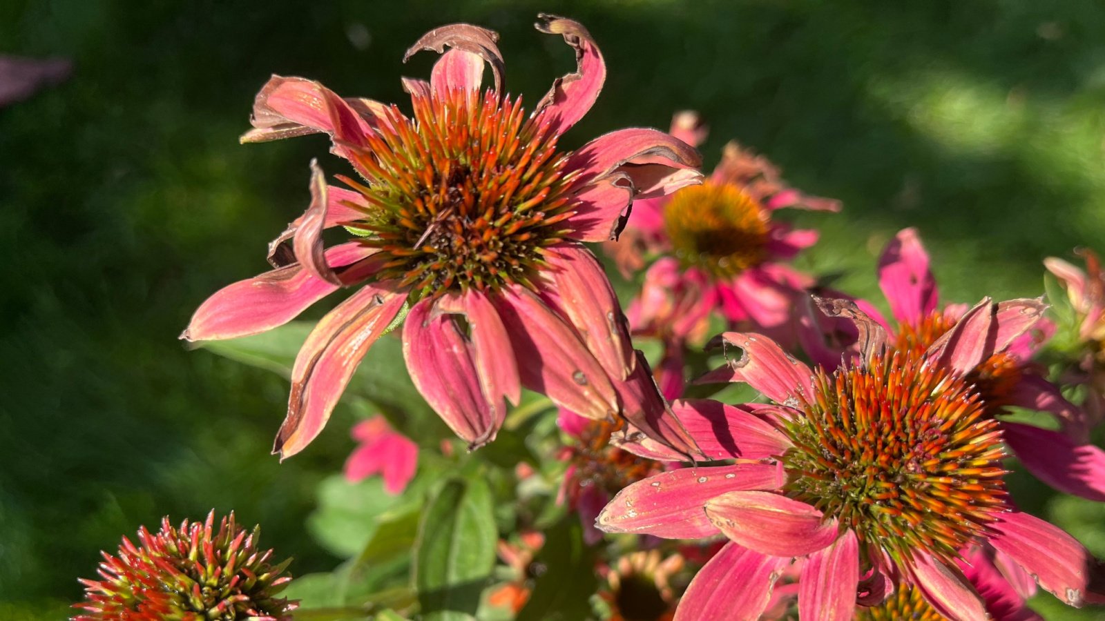 A shot of several Echinaceas affected with Aster Yellow showing malformation