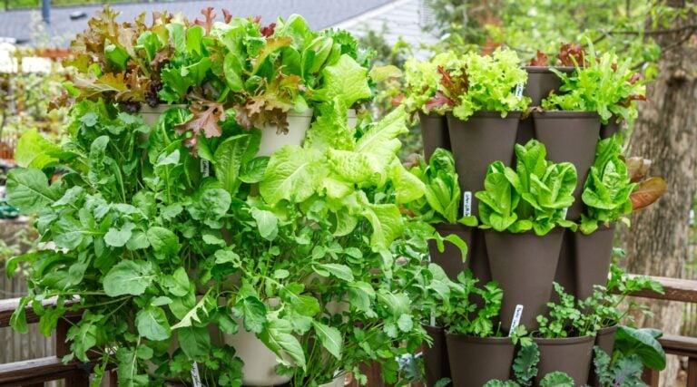 4 Ways to Grow Vertical Gardens in Small Spaces