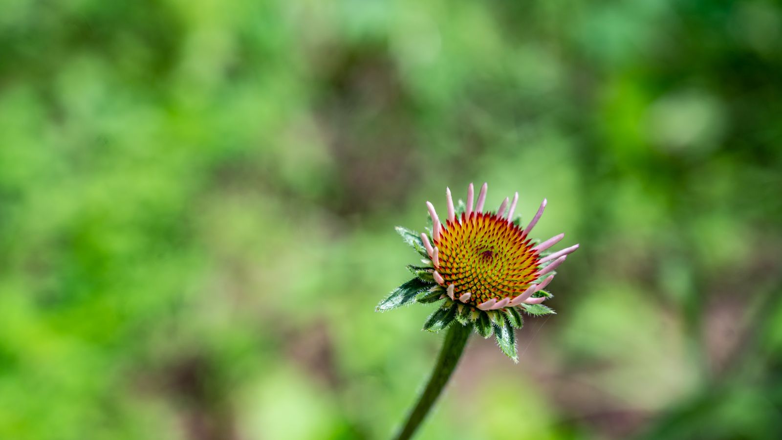 A shot of a bloom of a plant afflicted with stunted growth