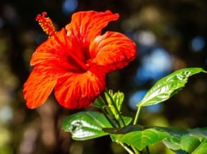 A lovely red hibiscus bloom length appearing to be under the bright sunlight with a sturdy stem growing waxy green leaves