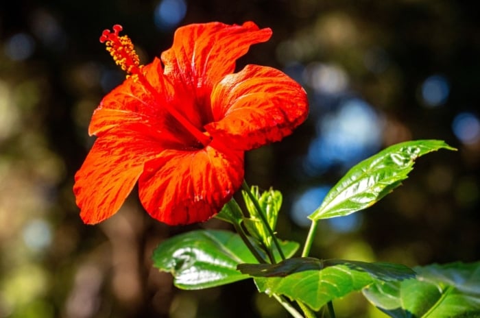 A lovely red hibiscus bloom length appearing to be under the bright sunlight with a sturdy stem growing waxy green leaves