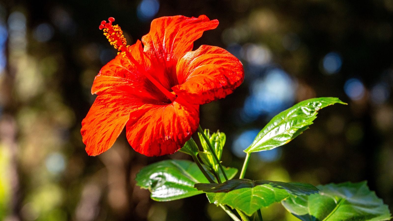 A lovely red hibiscus bloom length appearing to be under the bright sunlight with a sturdy stem growing waxy green leaves
