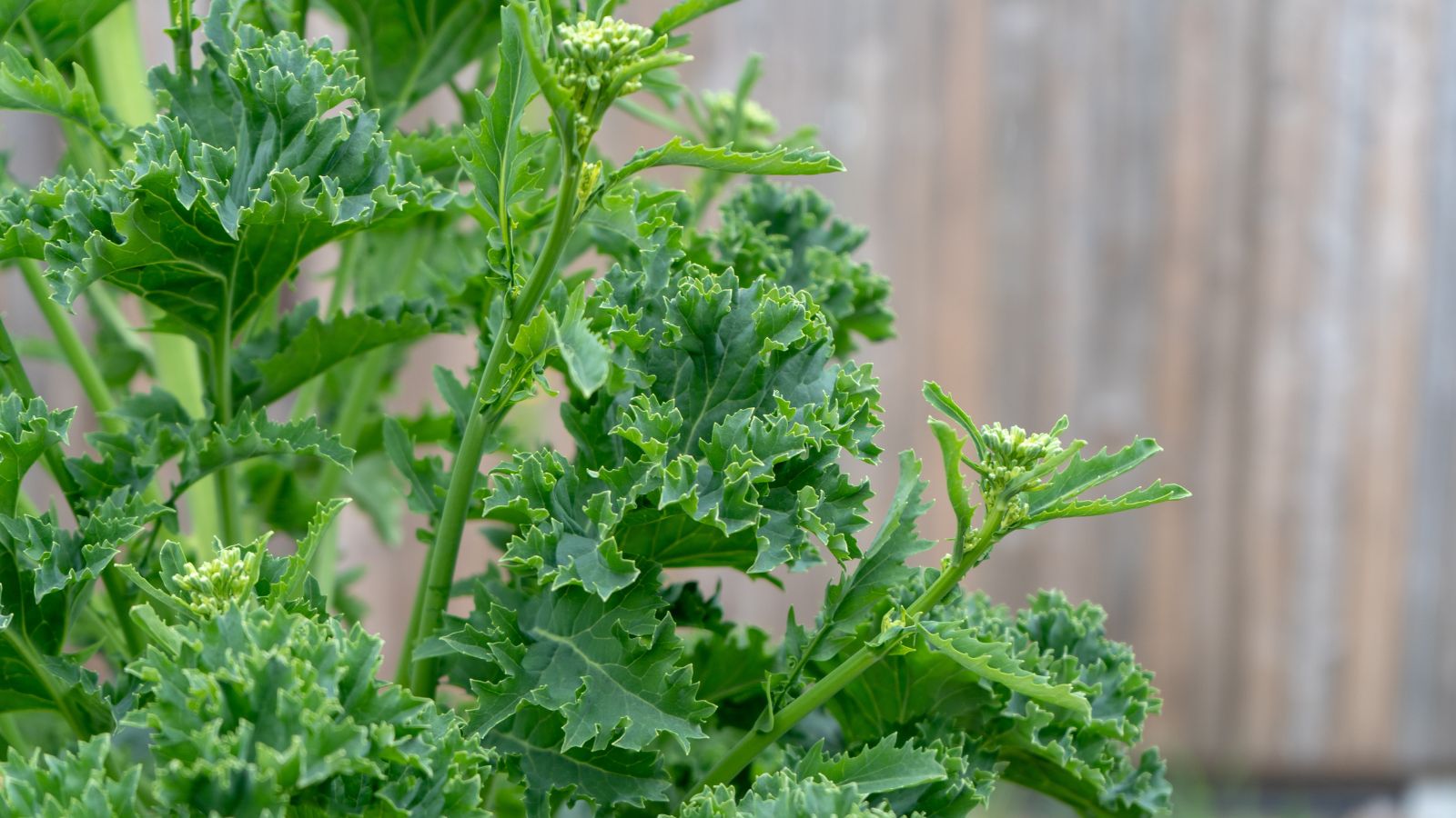 A close-up shot of a bolting leafy crop in a well lit area outdoors