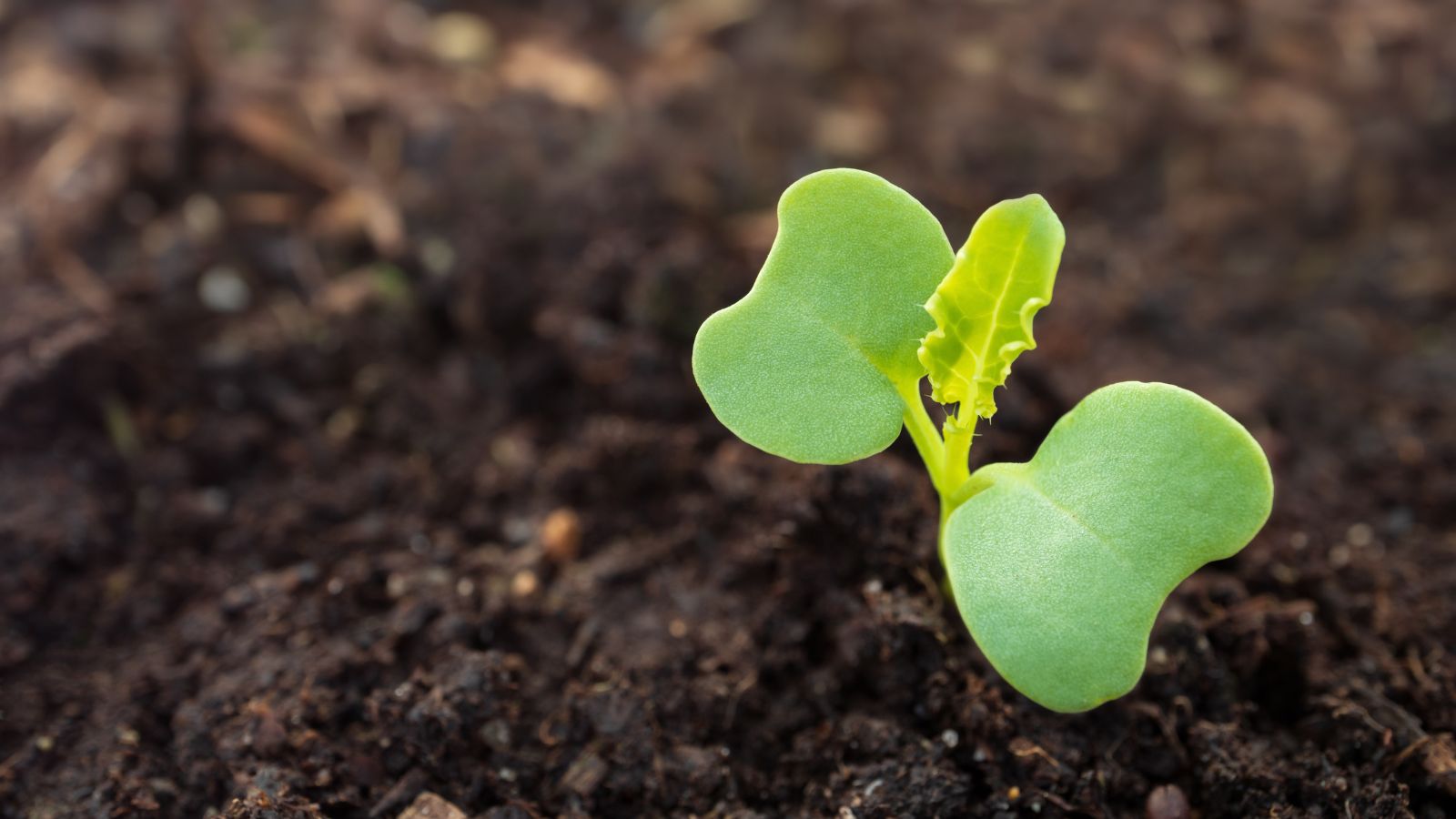 A close-up shot of a developing seedling of a leafy crop in rich soil in a well lit area outdoors
