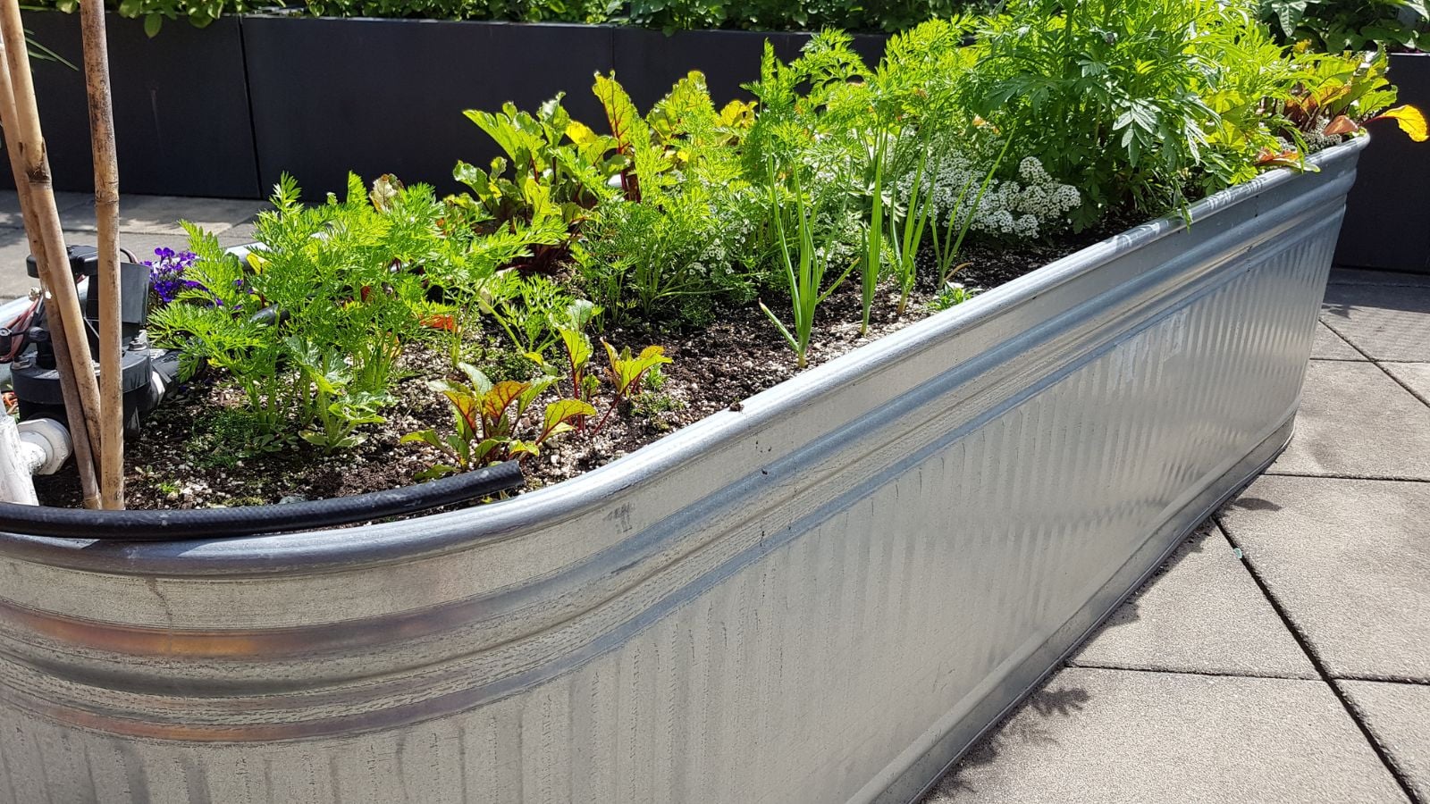 A close-up shot of a large planter, filled with soil and various crops, placed in a bright sunny area, showcasing metal raised beds heat