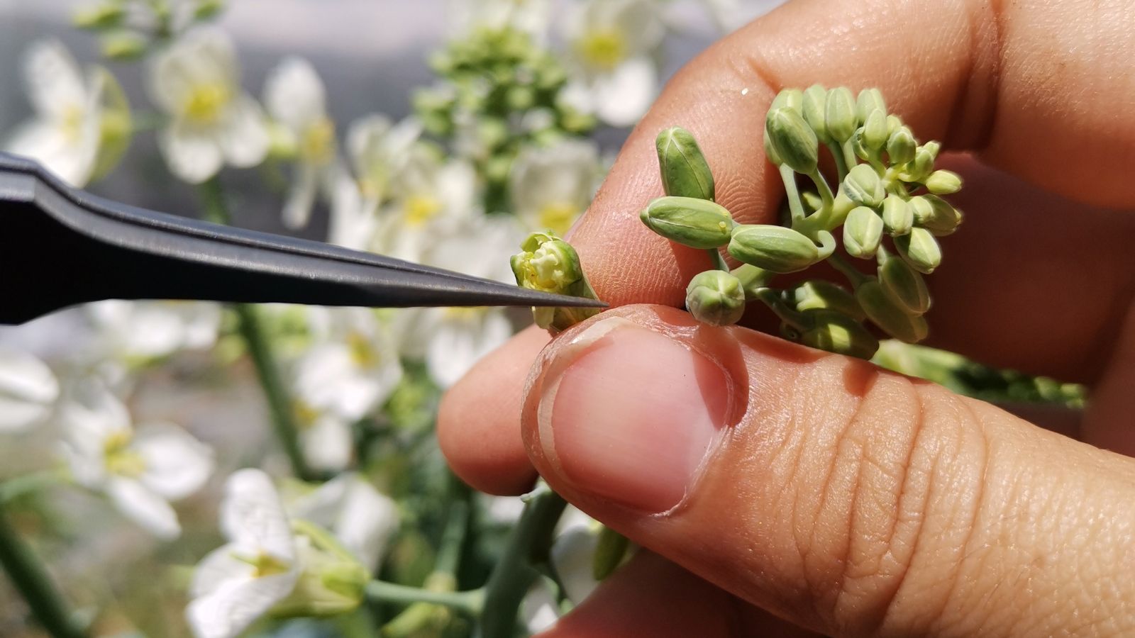 A close-up shot of a person trimming off flowers of a leafy crop in a well lit area