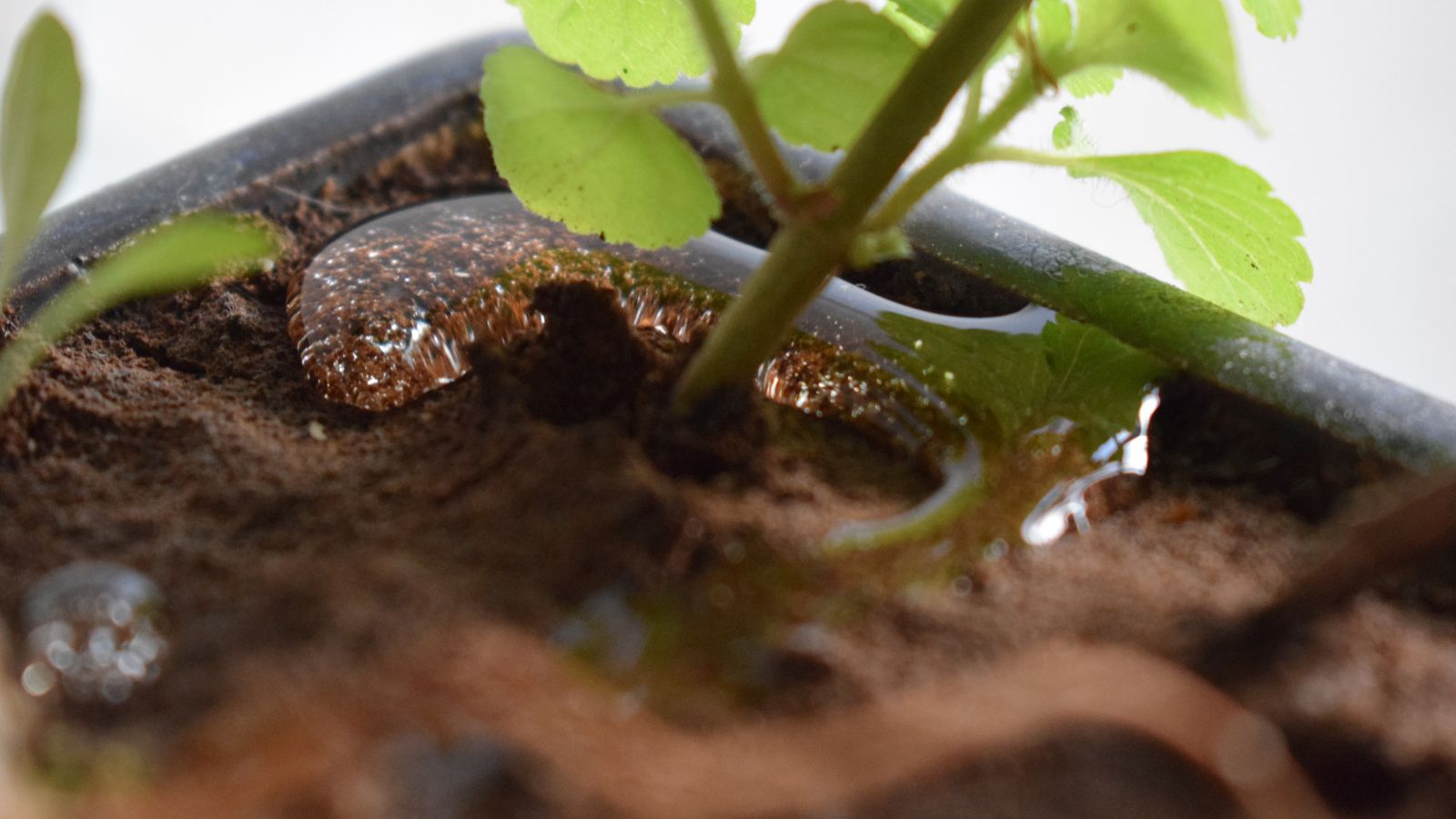 A shot of a waterlogged soil alongside plants in a container indoors