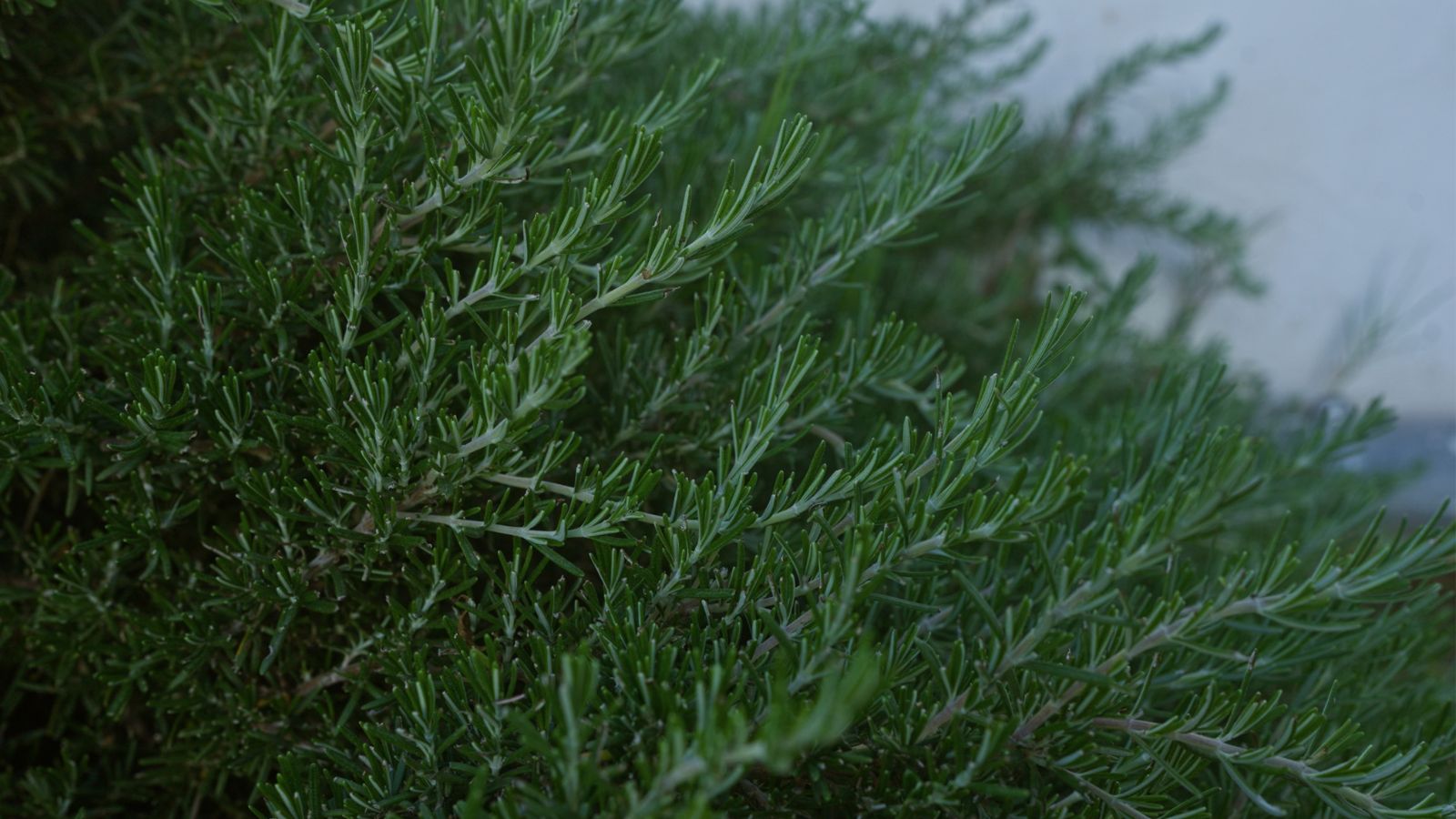 A shot of overcrowded and developing aromatic herbs in a ell lit area