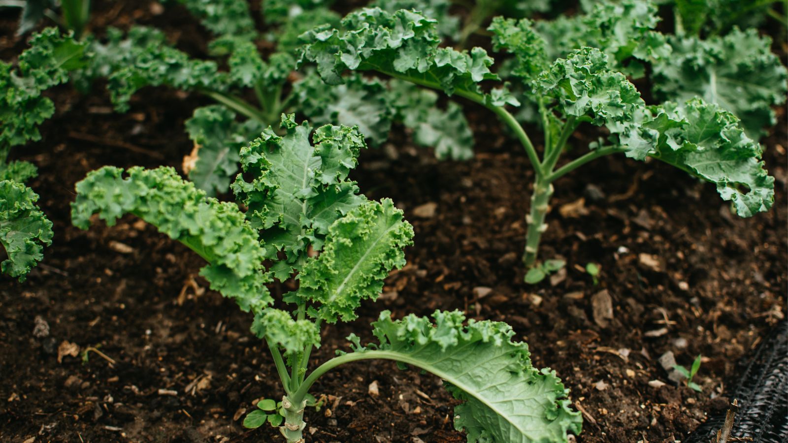 A shot of several developing seedlings of a leafy crop placed in rich moist soil in a well lit area