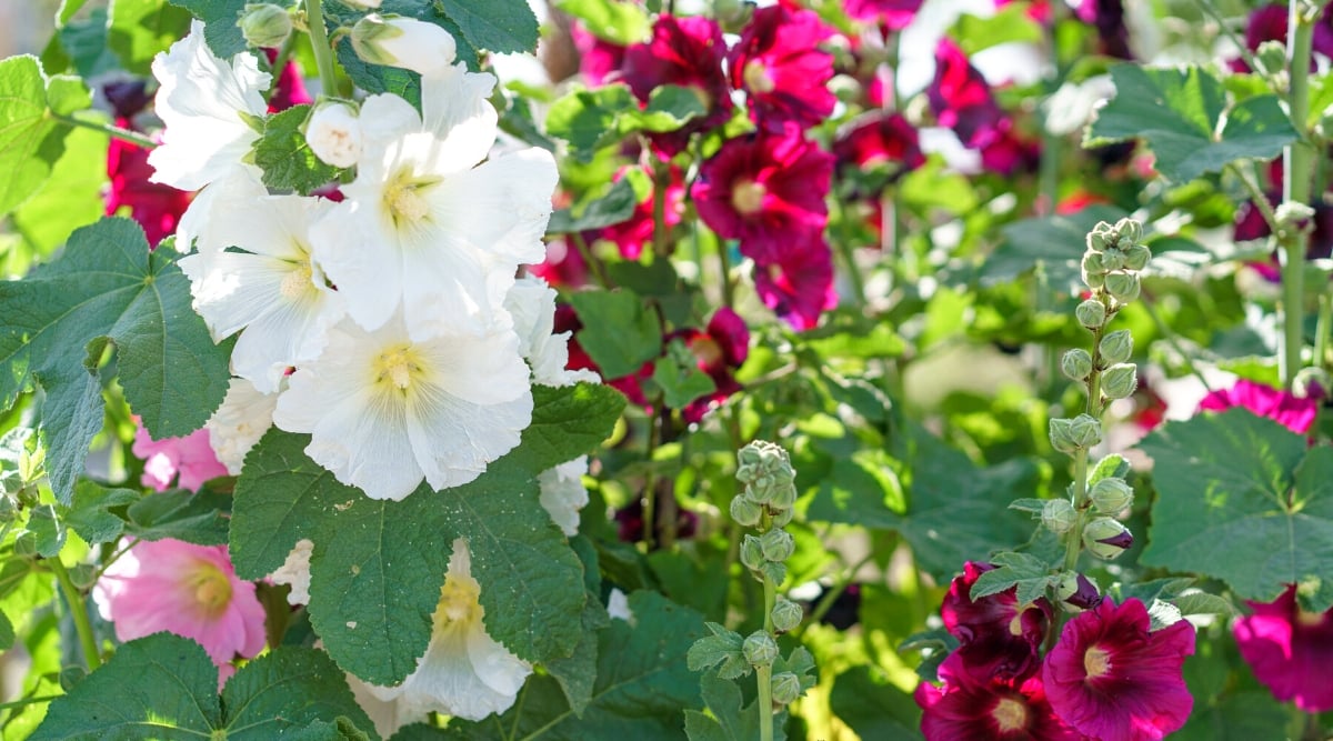 Close-up of a flowering plant in a sunny garden. The plant has large showy flowers in various shades of pink, white and dark pink. The flowers have a classic mallow shape with overlapping petals arranged in a column along a tall, strong stem. Las Vegas leaves are palmately lobed and deep green.