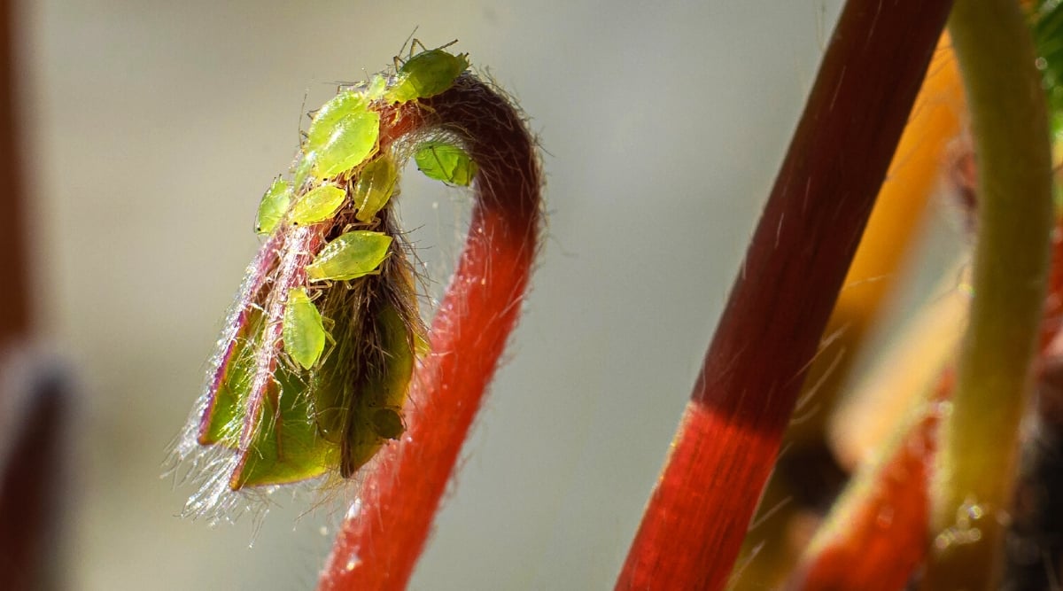 Close-up of an aphid swarm on the red hairy stems of a plant indoors. Aphids are tiny soft-bodied insects with green oval bodies and thin proboscises with which they suck the juice from plants.