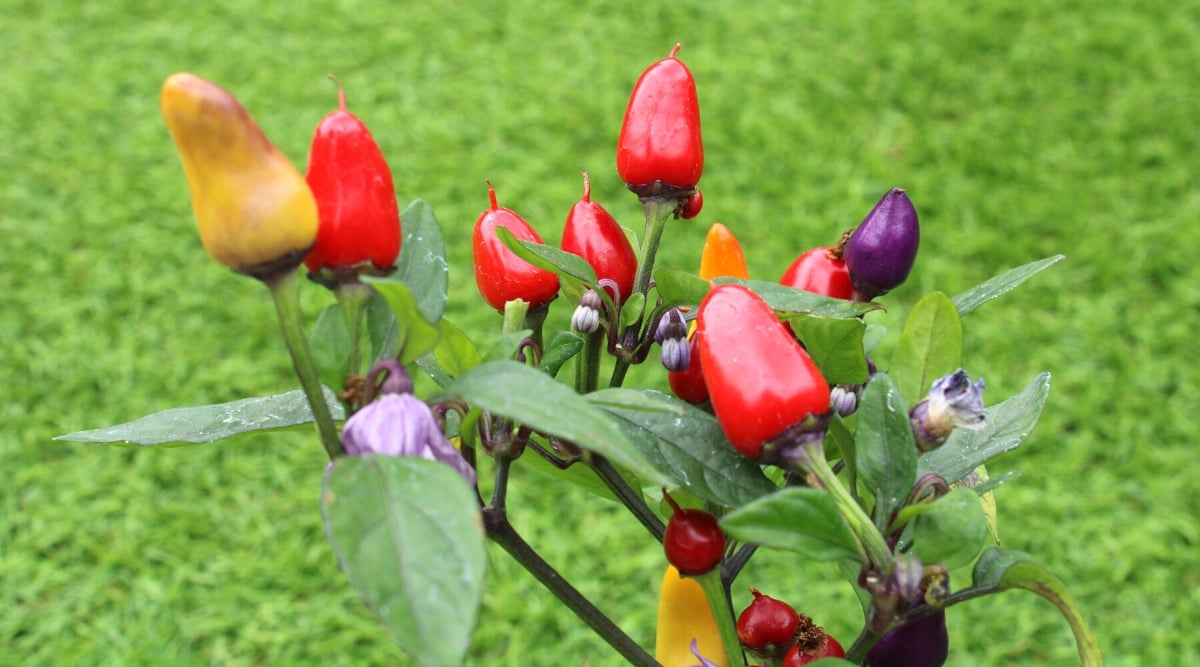 Close-up of ripening Aurora pepper fruits in the garden. The fruits are small, block-shaped, with a smooth, glossy skin that is bright red, orange, and purple.