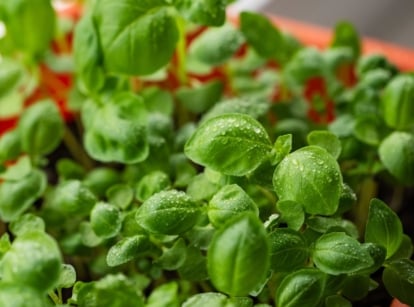 Basil containers appearing moist with countless water droplets on the leaf surface of the green leaves