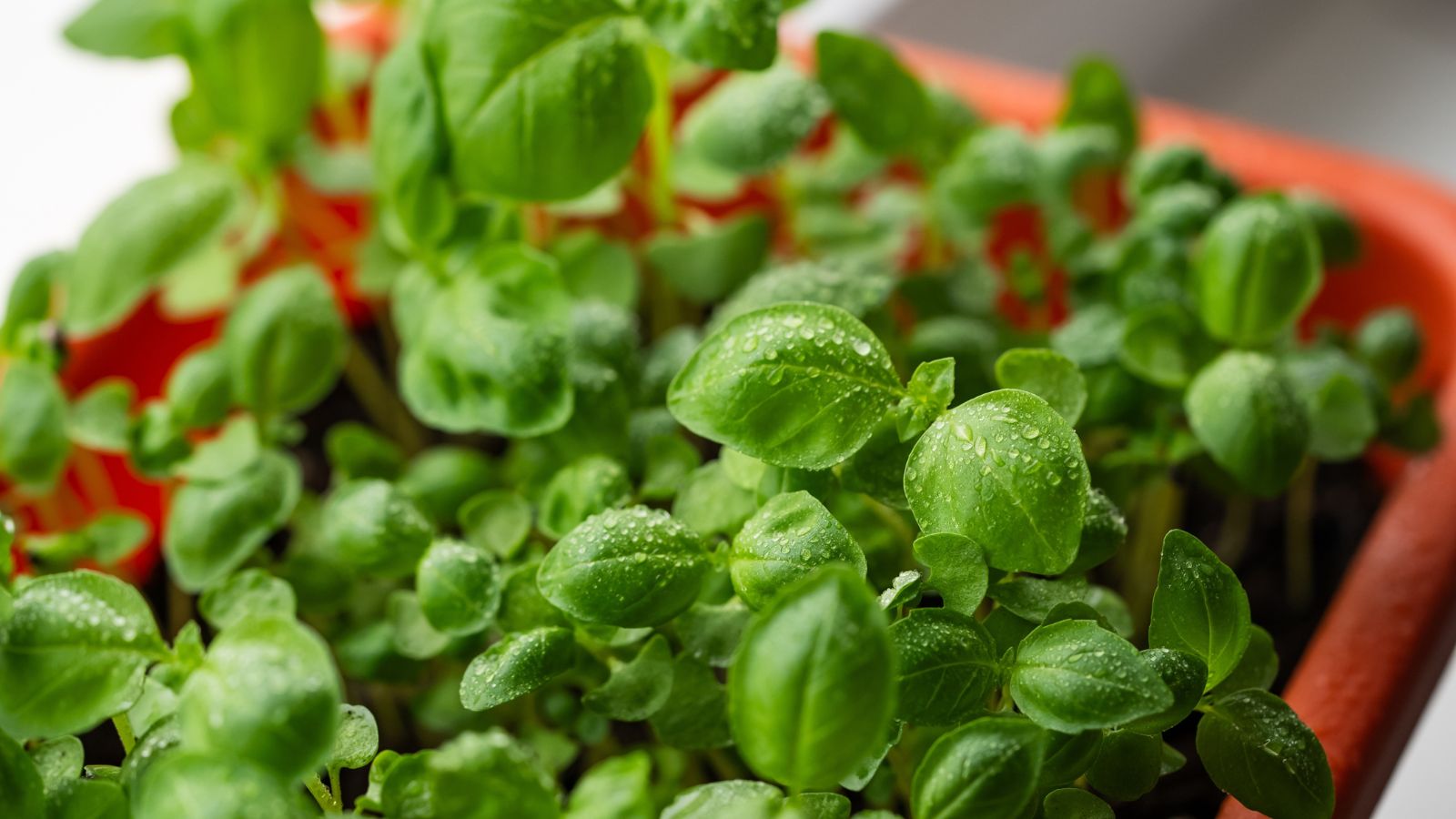 Basil containers appearing moist with countless water droplets on the leaf surface of the green leaves