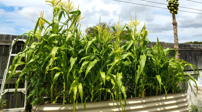 Corn Plants For Funeral Service