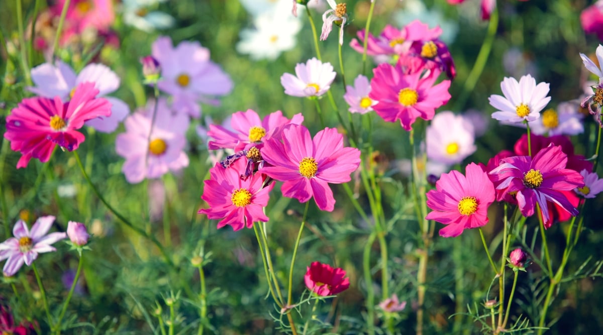 Close-up of blooming Cosmos flowers in the garden. This unilinear plant bears delicate cupped chamomile-like flowers with a central disc of small tubular flowers surrounded by 8-10 brightly colored petals of pink, pale pink and white.