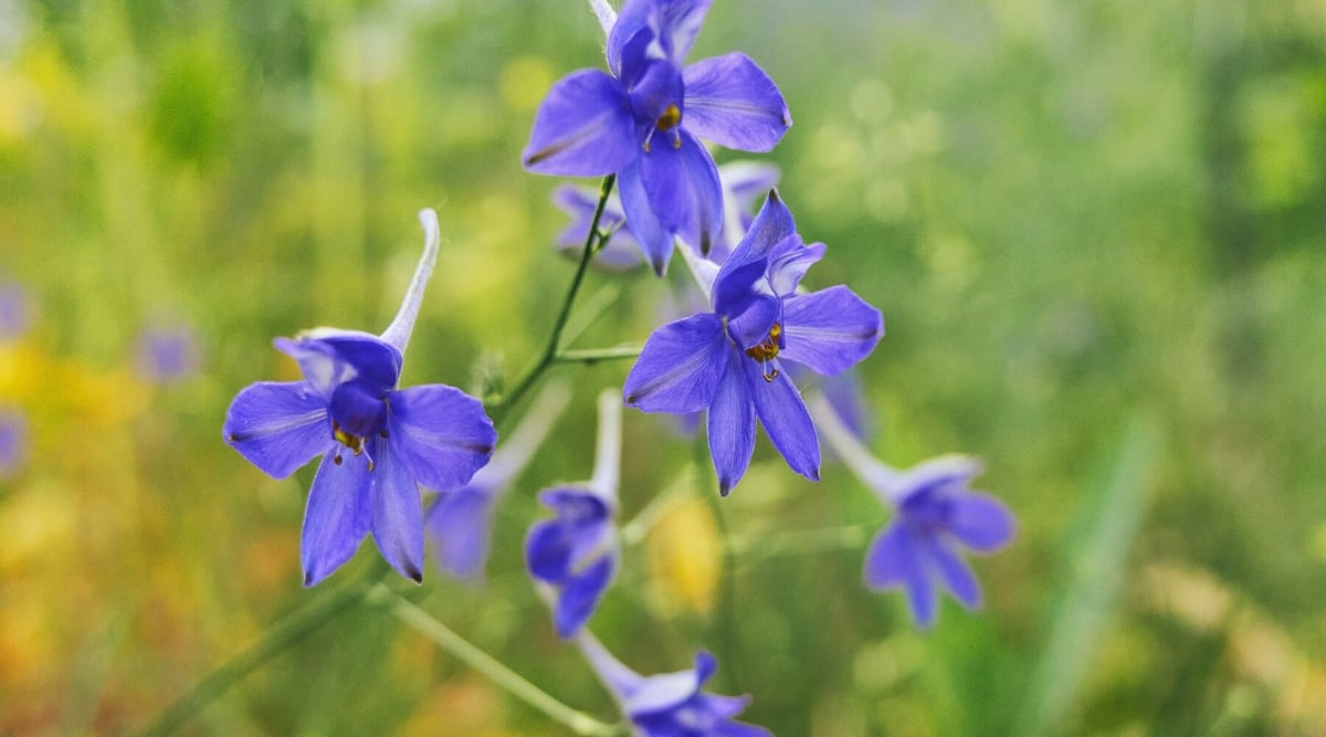 Close-up of a flowering Delphinium grandiflorum &lsquo;Blue Butterfly&rsquo; plant against a blurred green background. This perennial has tall spikelets of several individual flowers. Each flower has a bell-shaped structure of deep purple-blue.