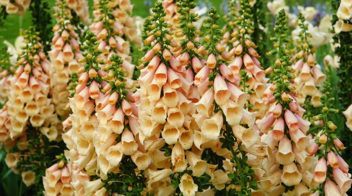 Close-up of many blooming Digitalis purpurea ‘Dalmatian Peach’ in the garden. The plant has tall, erect stems covered in bell-shaped peach blossom flowers with hints of apricot and pink. The flowers are mottled or freckled in a darker pink and yellow. The flowers are clustered in vertical spikes that rise above the foliage for a spectacular display.