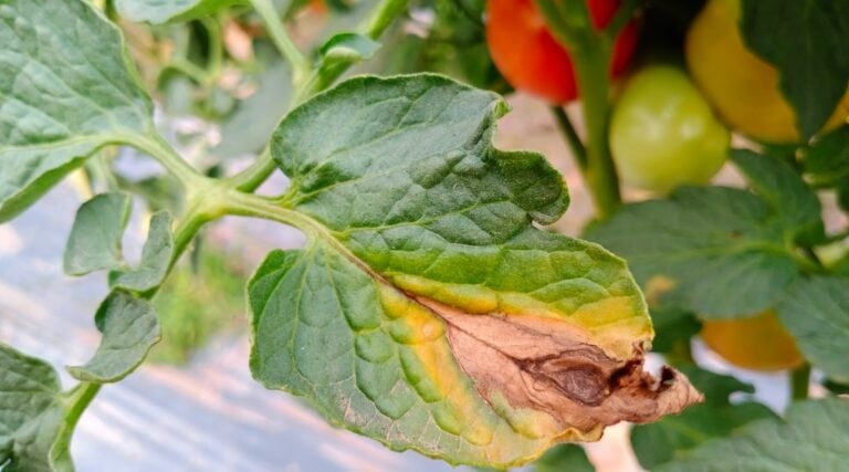 Image showcasing How to Identify, Treat, and Prevent Early Blight in Tomatoes