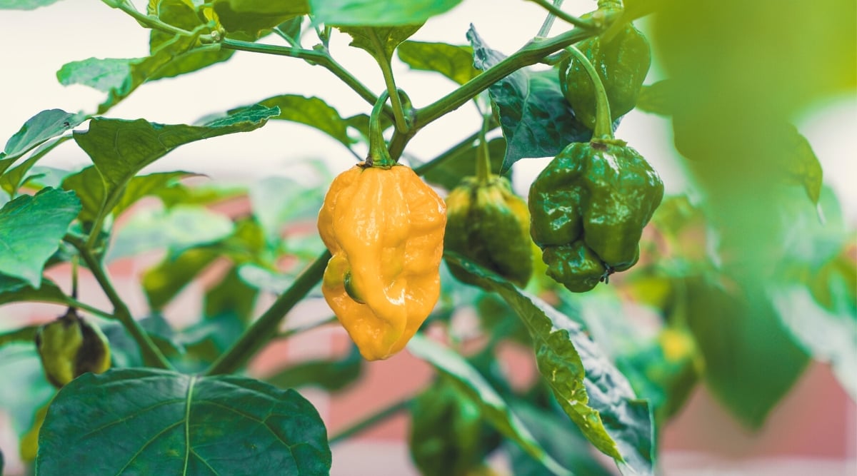 Close-up of ripening fruit on a Fatalii pepper bush in a sunny garden. The fruits are lantern-shaped, shriveled, with a shiny bright yellow and dark green skin. The leaves are large, oval-shaped, dark green in color with pointed tips and slightly wavy edges.