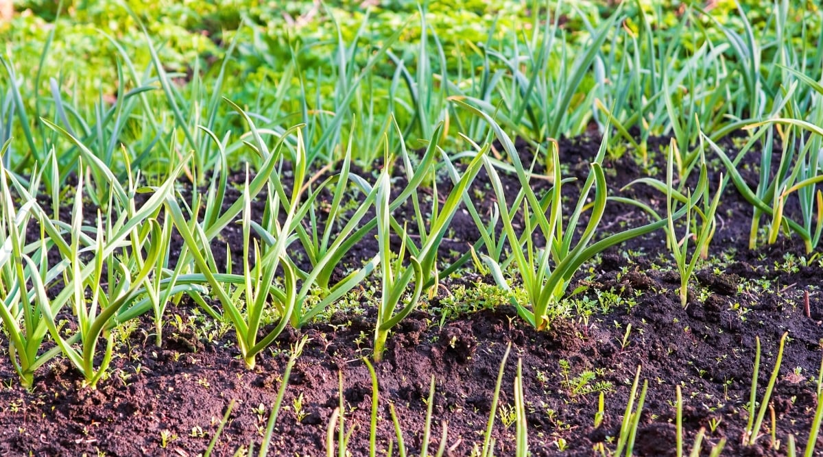 Close-up of growing rows of garlic in a sunny garden. The garlic plant produces long, thin leaves that emerge from the base of the plant and grow in clumps. The leaves are flat, linear, and green in color.