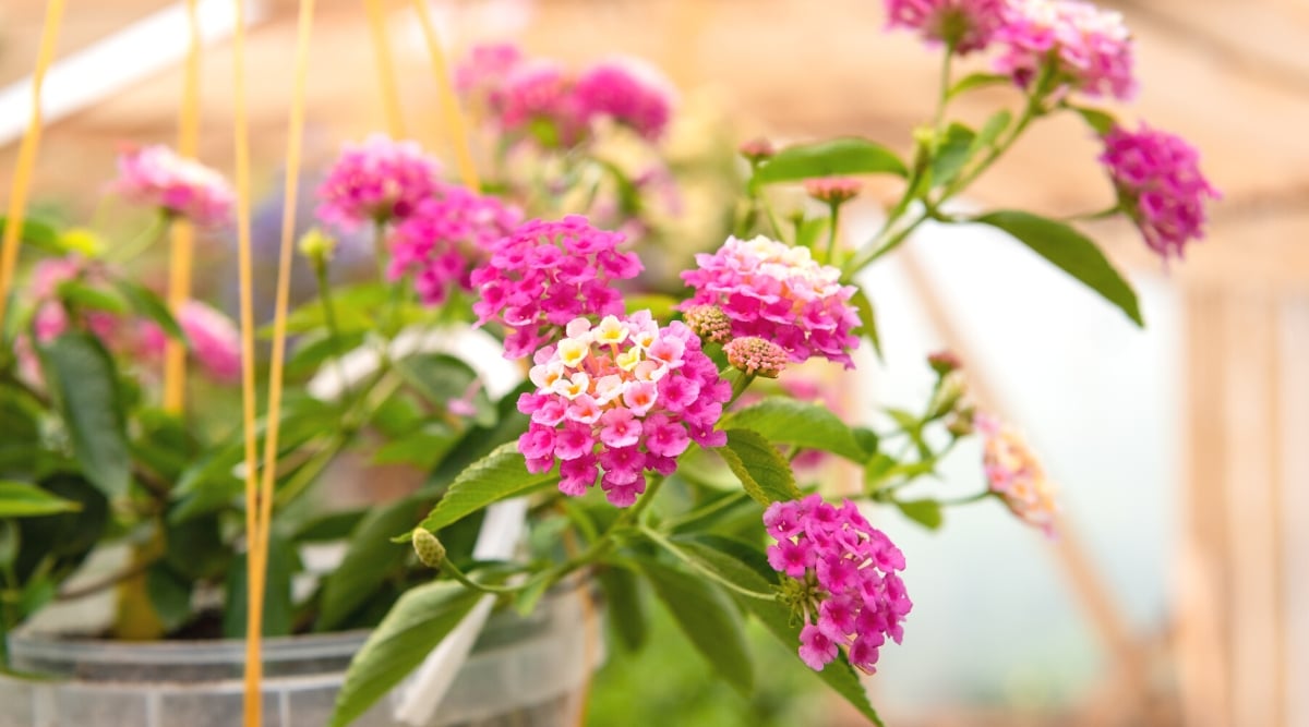 Close-up of a flowering lantana plant in a plastic hanging pot on the porch. The plant itself is a shrub or herbaceous perennial with a spreading growth habit. The leaves of lantana are ovate or lanceolate and are arranged oppositely along the stems. The leaves are medium to dark green in color and have a slightly rough texture and serrated edges. Lantana produces profuse and colorful flowers that form in tight clusters known as umbels. The flowers are small, tubular, with four or five fused petals. Flowers are pink, pale pink and yellow.