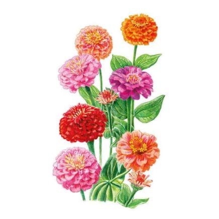 Lilliput Zinnia