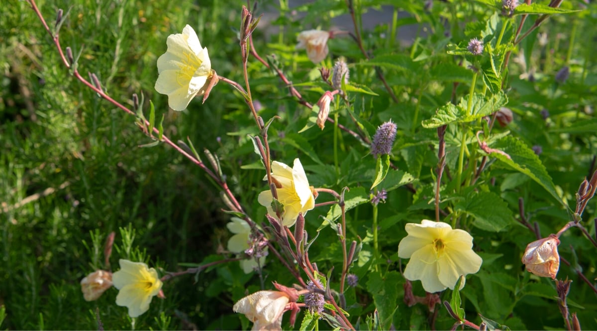 Close-up of flowering plants in a sunny garden. Oenothera odorata Apricot Delight shows beautiful large flowers of soft apricot color, and with petals of papery texture. The leaves of this variety are lanceolate and bright green in color.