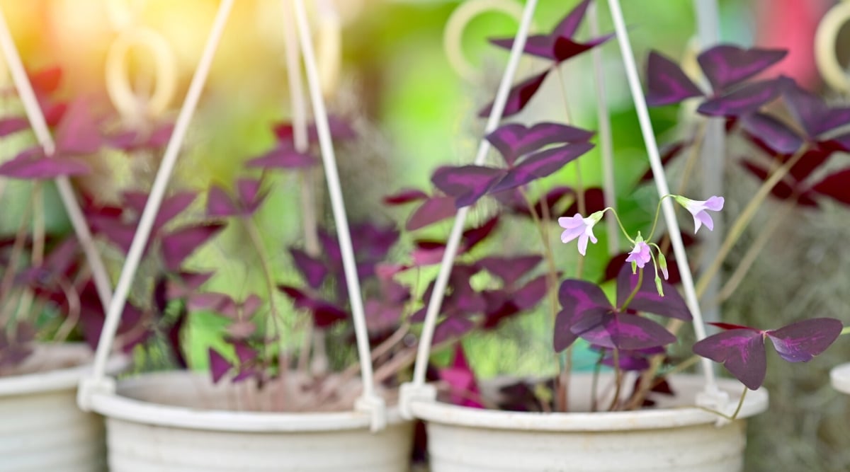 Close-up of three small white hanging pots with a growing Oxalis plant against a blurred background. The plant has short stems with trifoliate leaves. The leaves are heart-shaped, smooth, with a slightly serrated edge. They are purple in color with bright pink centers. Oxalis produces delicate and graceful bell-shaped flowers in soft purple.