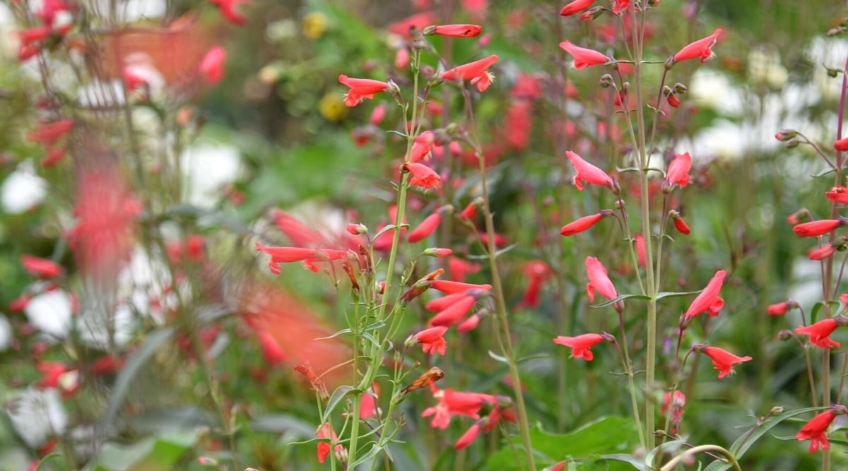 Close-up of a flowering plant Penstemon barbatus &lsquo;Twizzle Mix&rsquo; against a blurred garden background. The plant has thin tubular red flowers. The flowers grow in tall racemes, creating a striking upright appearance.