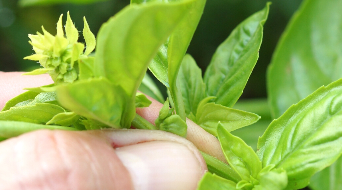 15 Expert Tips For Growing Amazing Basil In Pots Or Containers 15 Expert Tips For Growing Amazing Basil In Pots Or Containers