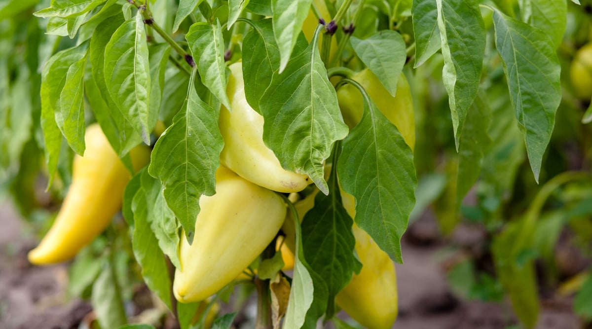 Close-up of ripe fruits of Slovana pepper growing on a bush in the garden. The bush has medium oval leaves of pale green color with wavy edges. The fruits are large, fleshy, bell-shaped with a glossy and smooth pale green skin.