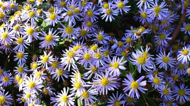 How to Build a Patriotic Pollinator Garden This Memorial Day