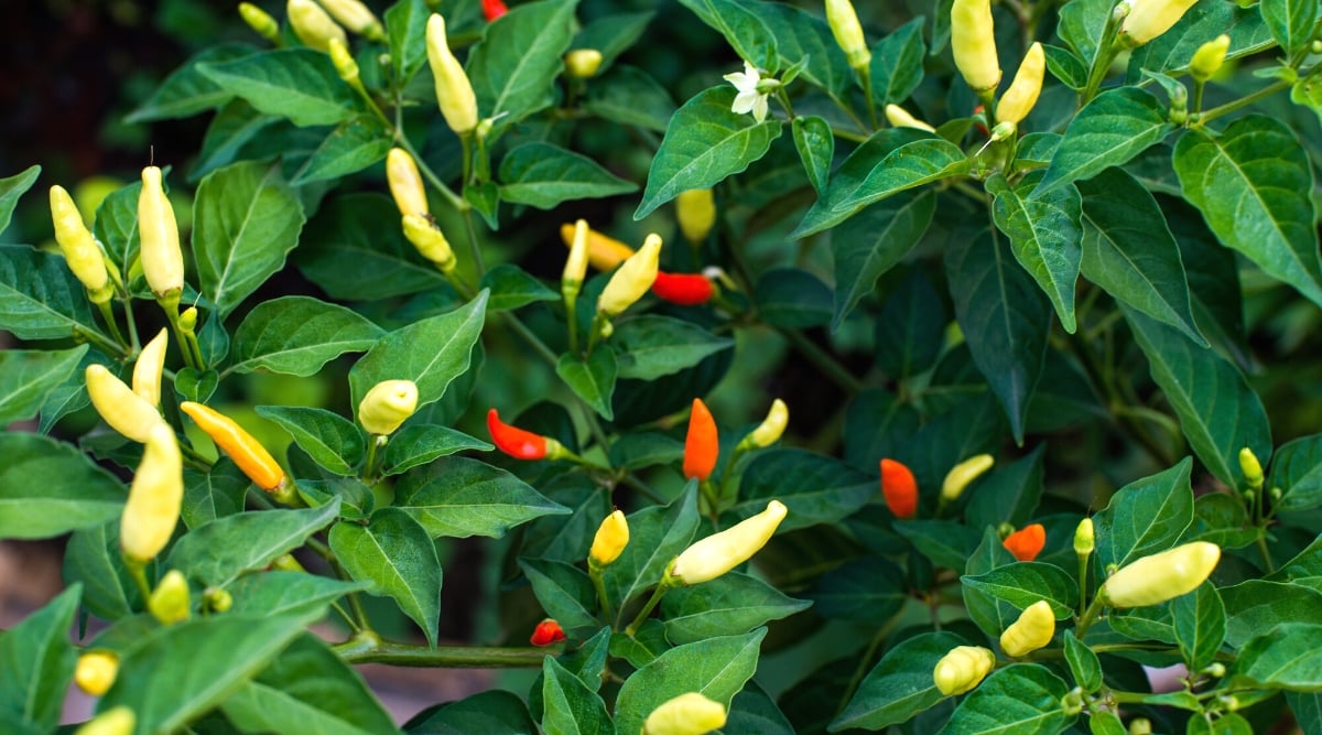 Close-up of a Tabasco bush with ripening fruits. The bush is lush, has oval dark green leaves with pointed tips. The fruits are small, conical in shape and range in color from yellow to orange to red.