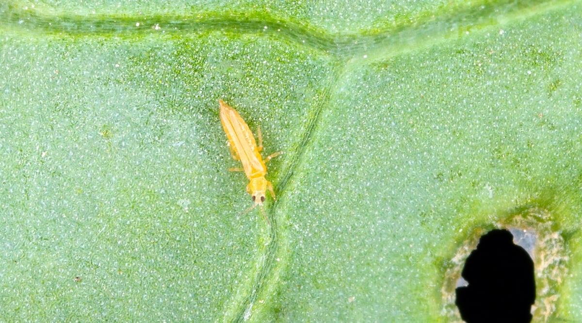 Close-up of thrips on a green leaf. Thrips are tiny thin insects belonging to the order Thysanoptera. It is small, yellowish-brown in color, has a narrow elongated body with long narrow wings.