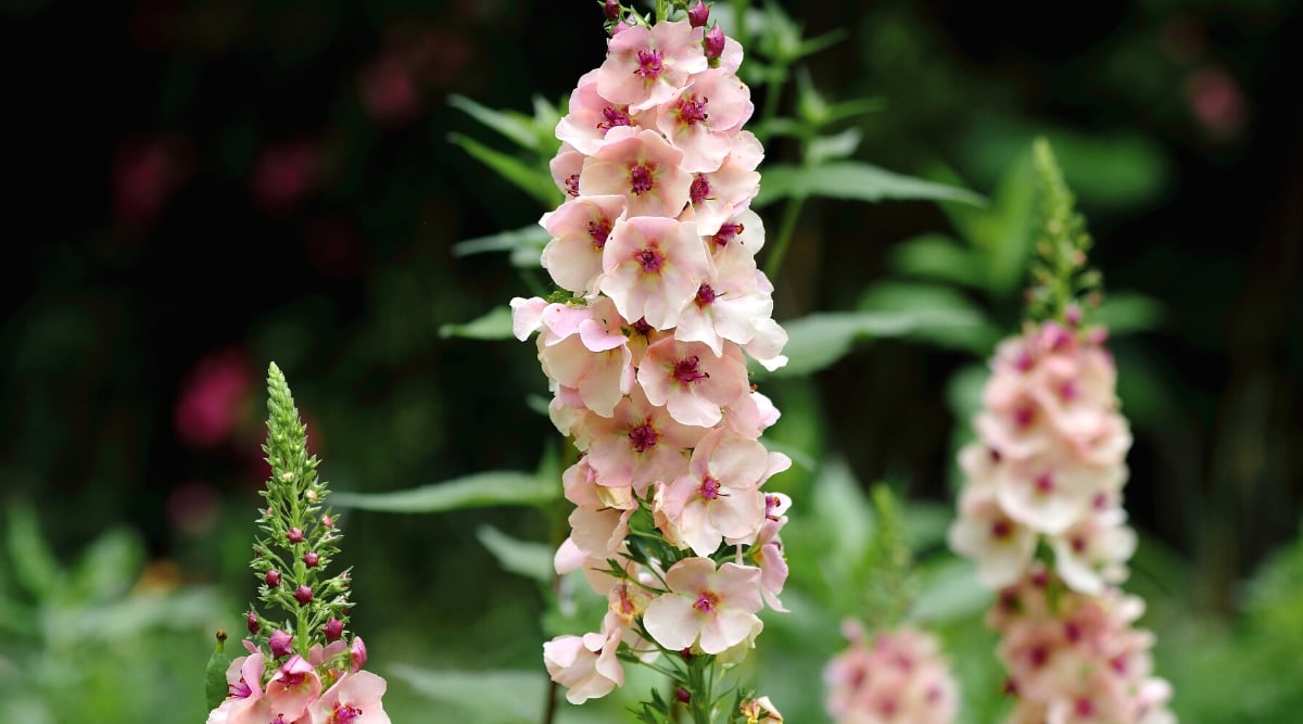 Close-up of a flowering Verbascum &lsquo;Southern Charm&rsquo; plant in the garden. This is a hybrid variety of verbascum with large and showy flowers resembling delicate saucers or bells. The flowers have petals in delicate shades of pink and peach. Rich pink stamens protrude from the center of each flower. The leaves of this Verbascum variety are large, elongated and closely spaced along the stems.