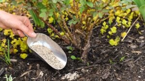 A Beginner's Guide to Growing Roses in Your Garden