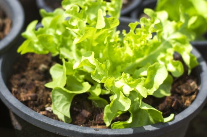 lettuce containers