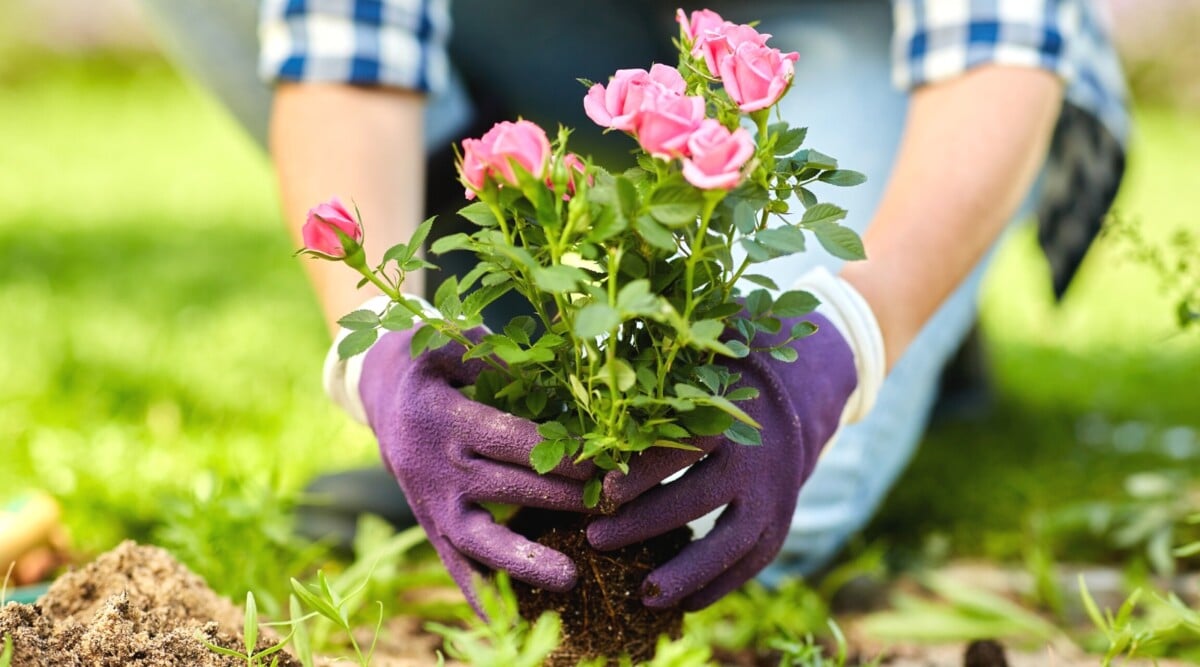 roses for beginners