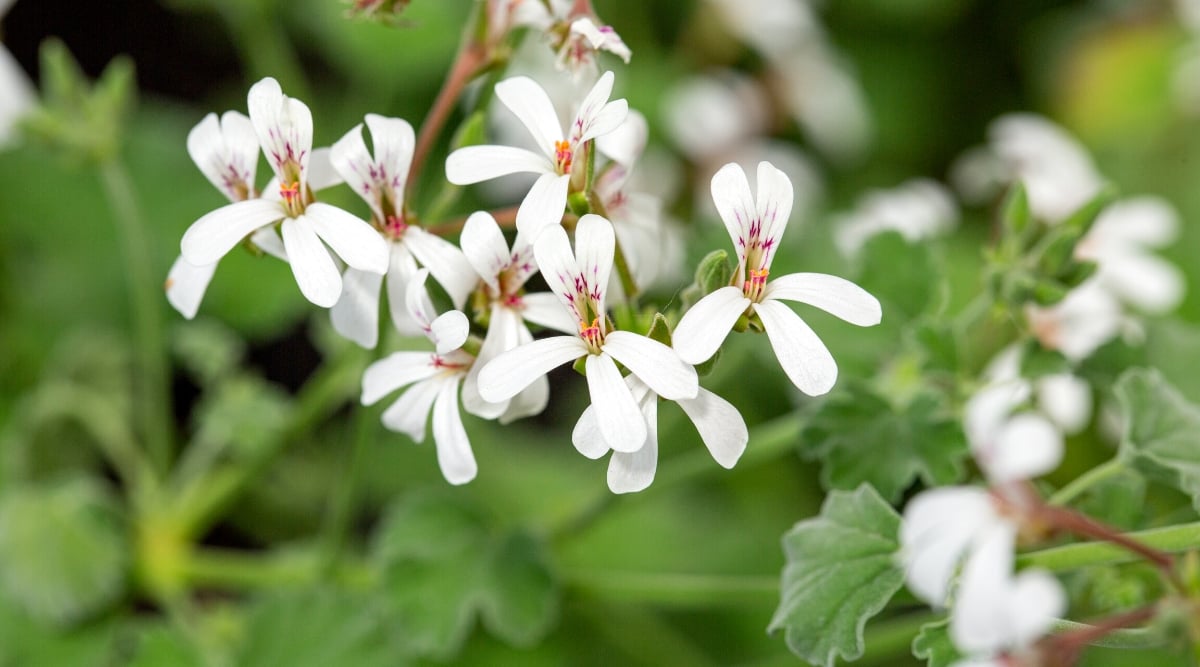 Close-up of a flowering plant Geranium &lsquo;Apple&rsquo; (Pelargonium odoratissimum) against a blurred foliage background. It is a compact and bushy plant that forms a dense mound of foliage. Geranium leaves are medium green in color and round in shape with slightly lobed margins and a velvety texture. The plant produces small, delicate, white, five-petalled flowers. Petals are elongated, narrow, with thin purple veins on the top two.