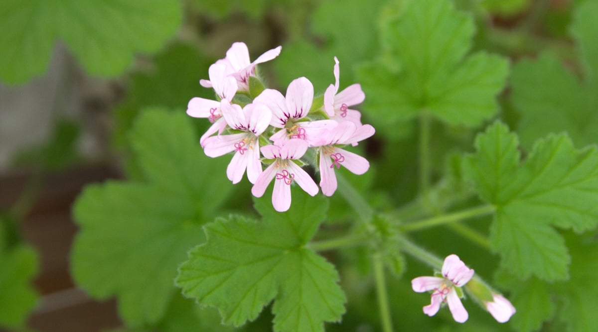 Close-up of a flowering plant &lsquo;Attar of Roses&rsquo; (Pelargonium capitatum) against a blurred background of green foliage. It is a fragrant plant known for its fragrant leaves and beautiful flowers. The plant has small, velvety, gray-green leaves with deep lobes, palmately compound. The flowers of &lsquo;Attar of Roses&rsquo; are small and delicate, with five petals. They are a pale pink shade with thin dark purple veins on the top two petals. Flowers are collected in inflorescences on long stems.