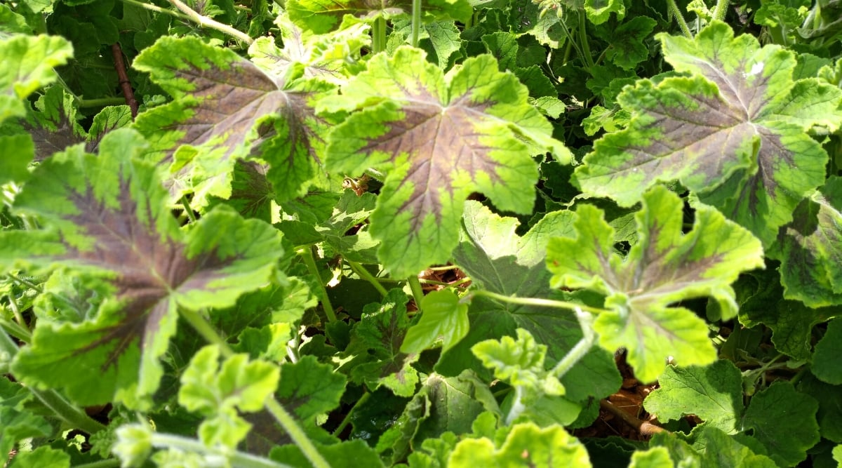 Close-up of leaves of Geranium &lsquo;Chocolate Peppermint&rsquo; (Pelargonium tomentosum). This variety is known for its fragrant leaves with chocolate and mint aromas. Geranium &lsquo;Chocolate Peppermint&rsquo; is a hanging or cascading plant. The plant forms a dense mat of foliage that spreads along the edges or spreads along the ground. The leaves of the &lsquo;Chocolate Mint&rsquo; geranium are medium, palmately lobed, with a velvety texture. The foliage is bright green with brownish markings in the center.