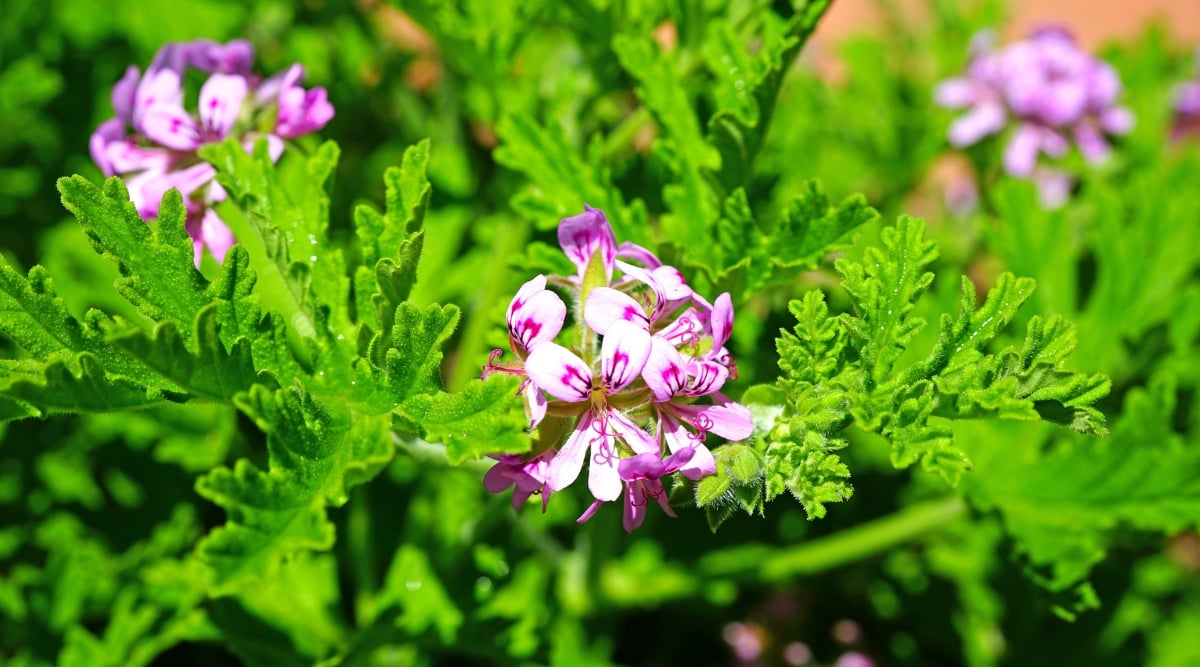 Close-up of a flowering Geranium &lsquo;Citronella&rsquo; (Pelargonium citrosum) plant against a blurred background. This is a special variety known for its strong lemon scent and insect repellency. Geranium leaves are bright green and have deep lobes, giving the plant an attractive and textured appearance. Geranium &lsquo;Citronella&rsquo; produces small and delicate flowers that have pale pink petals with purple veins.
